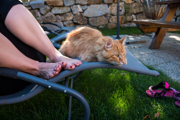 Portrait of cute ginger cat in a garden chair at woman feet
