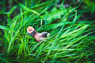 Close-up of dead bird with fallen nest