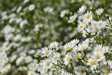 Cutter Aster or White New York Aster, It is the type species for Symphyotrichum, a genus of the family Asteraceae.