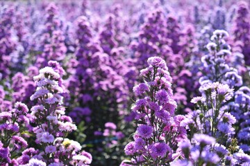 Pink and violet margaret flowers in garden at noon. Close up beautiful margaret flowers.