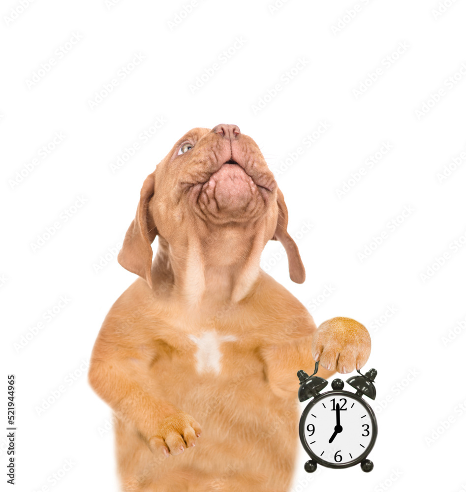 Poster mastiff puppy with shows alarm clock and looks up. isolated on white background