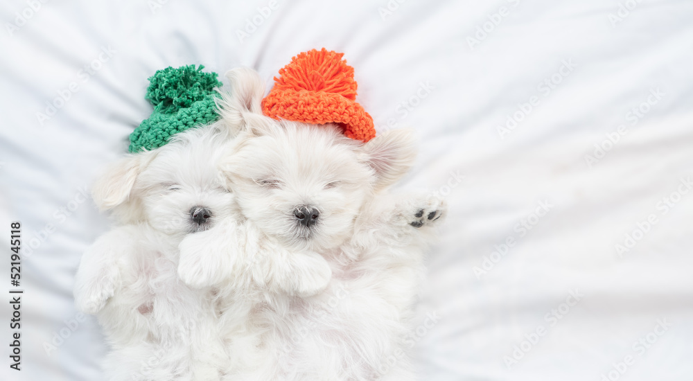 Aufkleber two white lapdog puppies wearing knitted hats sleep under warm blanket on the bed at home. empty spa