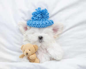 White Lapdog puppy wearing warm hat sleeps under white blanket on a bed at home and hugs favorite...
