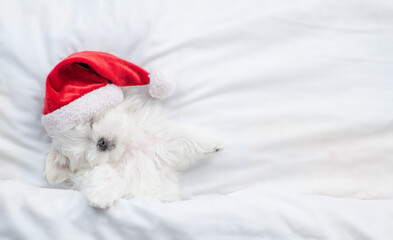 Cozy Lapdog puppy wearing red santa hat sleeps under white blanket at home. Top down view. Empty space for text