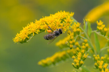 A honey bee (Apis mellifera) works on a flower of Canada goldenrod (Solidago canadensis). A bee on...