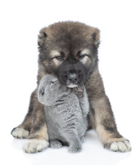 Obraz premium Friendly Caucasian shepherd dog puppy hugs playful kitten. isolated on white background