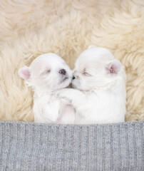 Cute white lapdog puppies sleep together under warm blanket on a bed at home. Top down view. Empty space for text