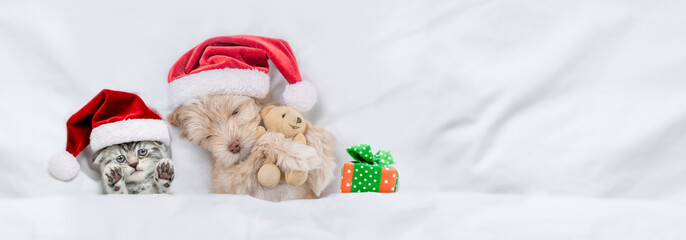 Cute kitten and Goldust Yorkshire terrier puppy wearing santa hats lying together under a white blanket on a bed at home with gift box. Top down view. Empty space for text