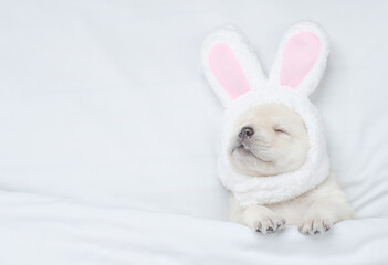Funny Golden retriever puppy wearing easter rabbits ears sleeps  on a bed under warm white blanket at home. Empty space for text