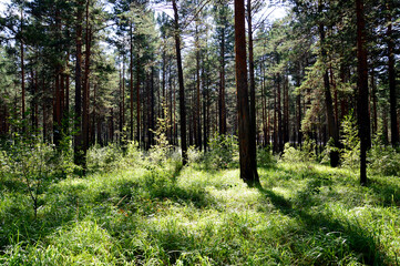 Pine forest on a sunny afternoon at the end of August. The path passes through the forest. Beautiful sunlight and green grass. Forest summer landscape.