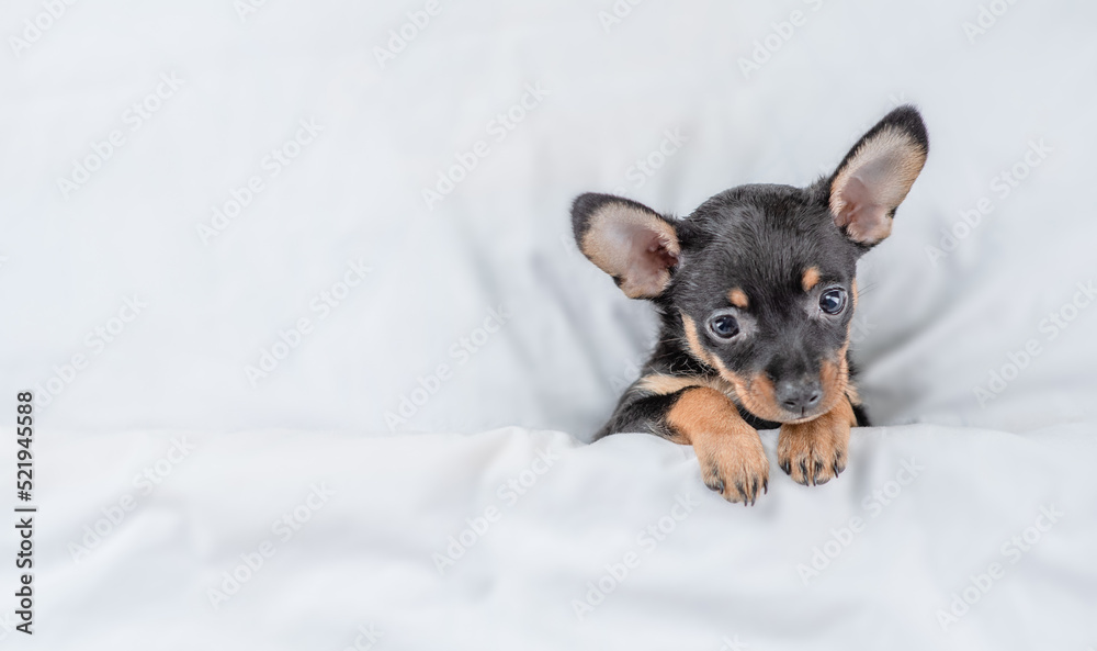 Poster Cute Toy terrier puppy lying under white blanket on a bed at home. Top down view. Empty space for text