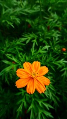 Sulfur Cosmos (Cosmos sulphureus) in garden, Indonesia. Summer time