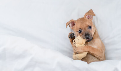 Playful Toy terrier puppy holds toy bear under white blanket on a bed at home. Top down view. Empty...