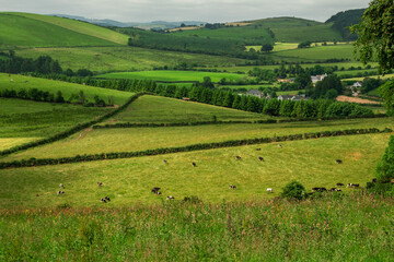 Fototapeta na wymiar Agricultural land in county Tipperary, Ireland. Irish rural landscape. Green grass fields with cows on a hills. Cloudy sky. Agriculture and food supply industry. Country side with meadows.