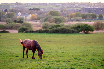 Brown horse grazing grass in a green field, town building in the background. Selective focus on the...