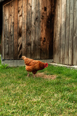 Chicken hen on green grass in village garden