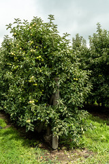 Apple tree orchard, organic fruit produce and farming