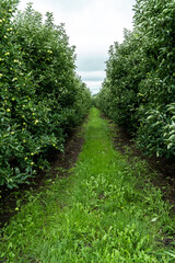 Fototapeta na wymiar Apple tree orchard, organic fruit produce and farming