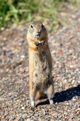 Gophers stands on the walking path and holds a seed in their paw