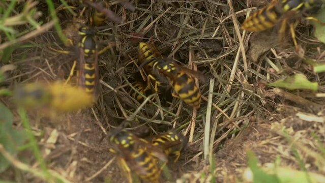 Yellow Jacket Wasp Swarming In Their Nest On The Ground. Close Up