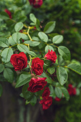 Rose flowers on plant in garden