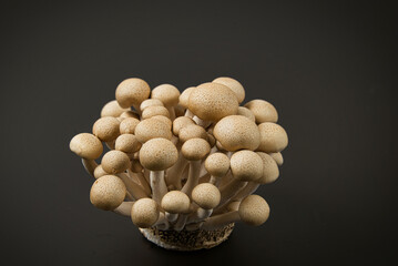 今日は大量のきのこを料理して、ビタミンDが豊富な常備菜を作ります