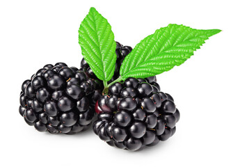 blackberries with leaves isolated on white background. clipping path