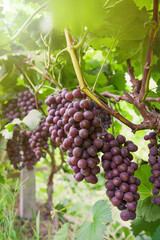 Vine grape fruit plants outdoors by sunset,Red grapes in the vineyard ready for harvest