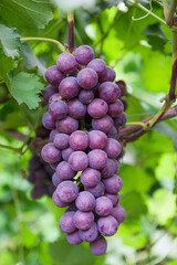 Vine grape fruit plants outdoors,Red grapes in the vineyard ready for harvest