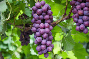 Vine grape fruit plants outdoors,Red grapes in the vineyard ready for harvest