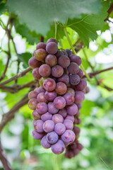 Vine grape fruit plants outdoors,Red grapes in the vineyard ready for harvest