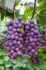 Vine grape fruit plants outdoors,Red grapes in the vineyard ready for harvest