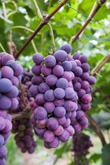 Vine grape fruit plants outdoors,Red grapes in the vineyard ready for harvest