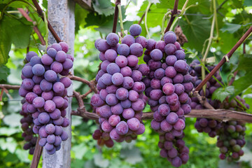 Vine grape fruit plants outdoors,Red grapes in the vineyard ready for harvest