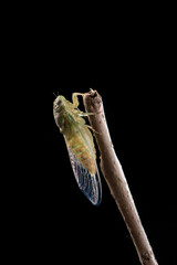 closeup of a newly emerged cicada on a branch