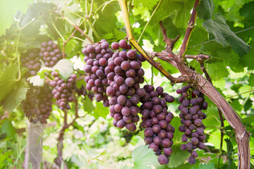 Vine grape fruit plants outdoors by sunset,Red grapes in the vineyard ready for harvest