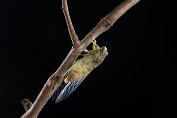 closeup of a newly emerged cicada on a branch