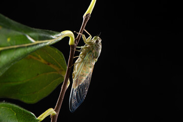 closeup of a newly emerged cicada on a branch