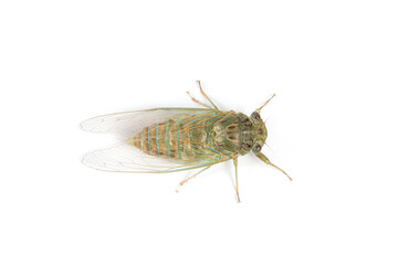a newly emerged cicada isolated on white background