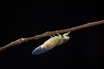 closeup of a newly emerged cicada on a branch