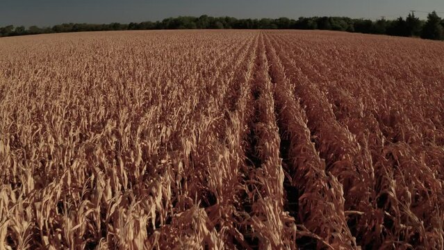 Rows of crops destroyed by the affects of climate change. 