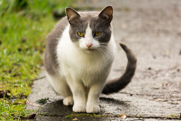 Gato doméstico gris con blanco