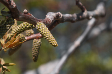 Blooming walnut tree.