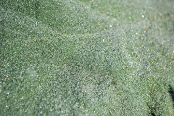 Hoja verde con gotas de rocío 