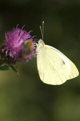 Small White or Cabbage White Butterfly