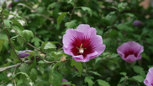 Hibiscus syriacus purple flower close up. Pink rose of sharon with lush green foliage. Malvaceae family