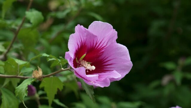 Hibiscus syriacus purple flower close up. Pink rose of sharon with lush green foliage. Malvaceae family
