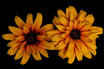 Daisy (Asteraceae)