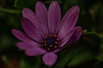 Obraz premium African daisy