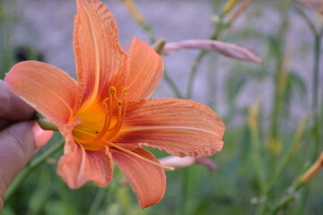 Orange lily.